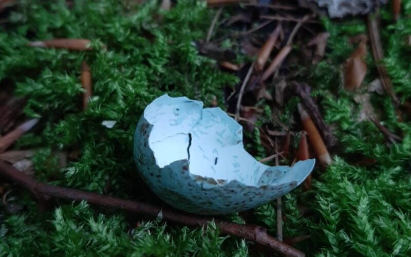 experienced gardener exposes folk fertilizer myths