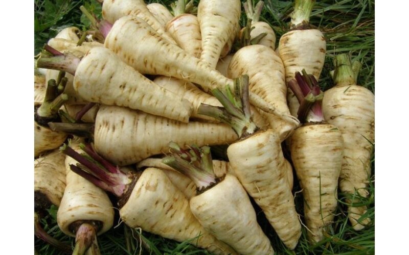 favorite low calorie parsnip variety
