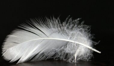 feather signifies grandmother s protection