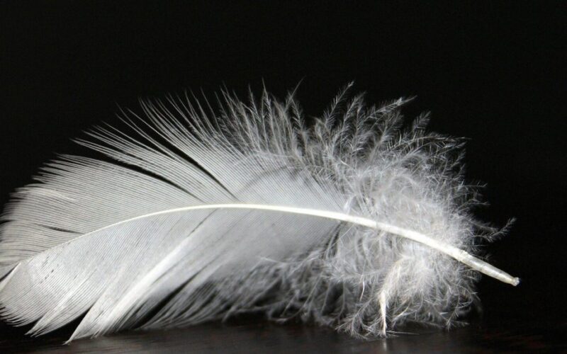 feather signifies grandmother s protection