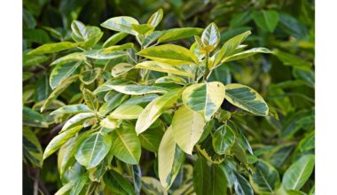 ficus winter leaf drop