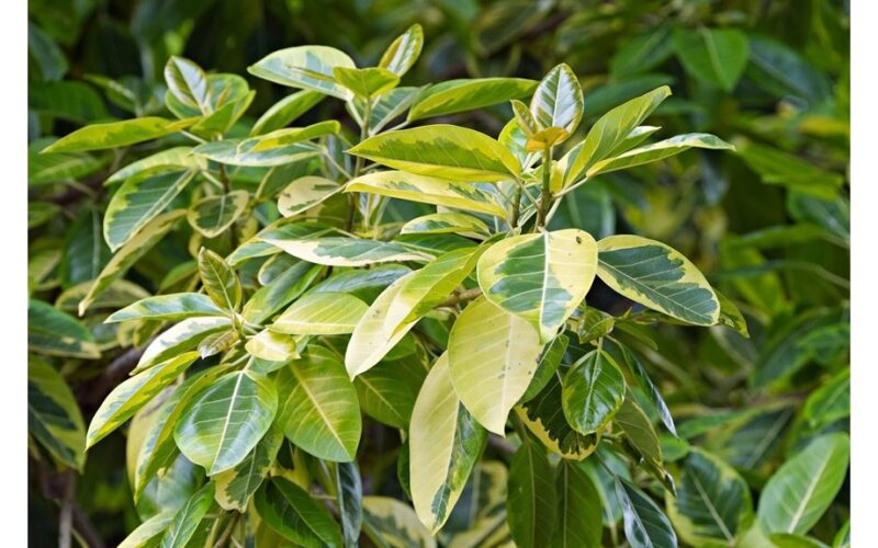 ficus winter leaf drop