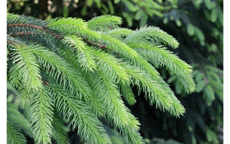 fir branch homemade pest remedy