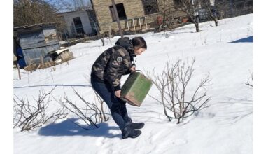 five snow safe fertilizers