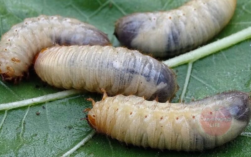 free natural garden pest control