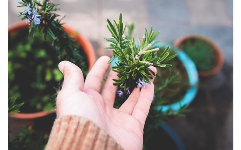 free rosemary for holidays