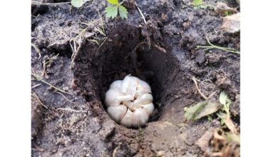 česnakų daigai 10cm ruduo