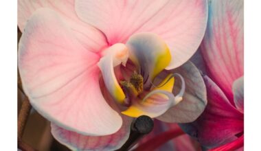 glass pot revives orchid