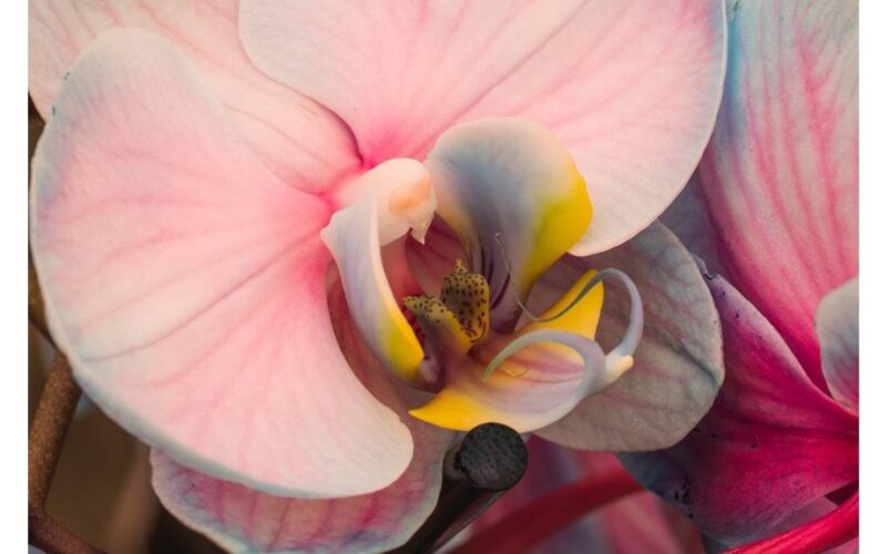 glass pot revives orchid