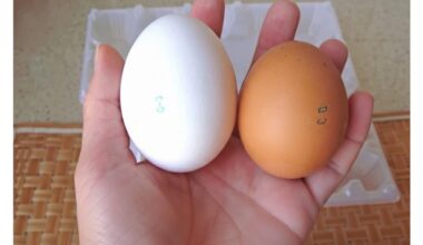 godmother rejects selected eggs