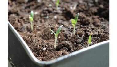 godmother s chinese seedling method