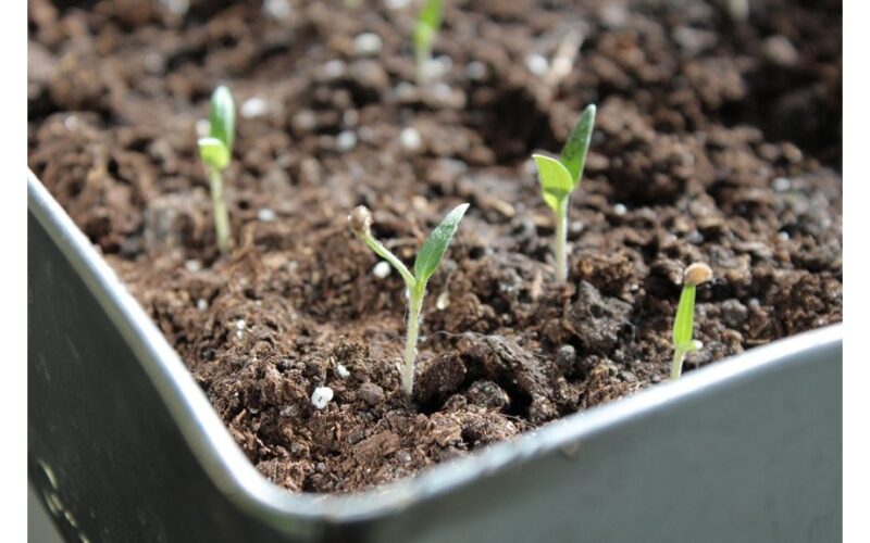 godmother s chinese seedling method