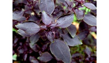 grandfather s yeast fed blue basil