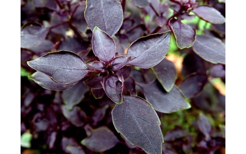 grandfather s yeast fed blue basil