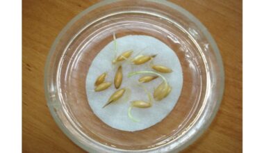 grandma revived old seeds