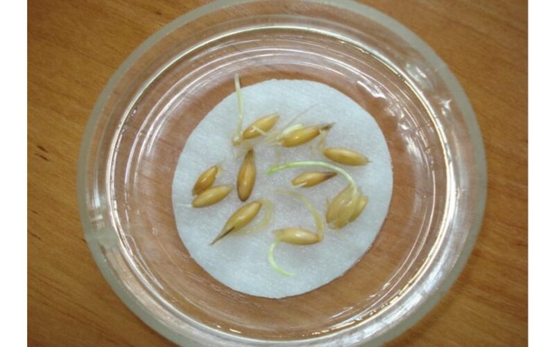 grandma revived old seeds