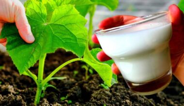 grandma s milk root feeding