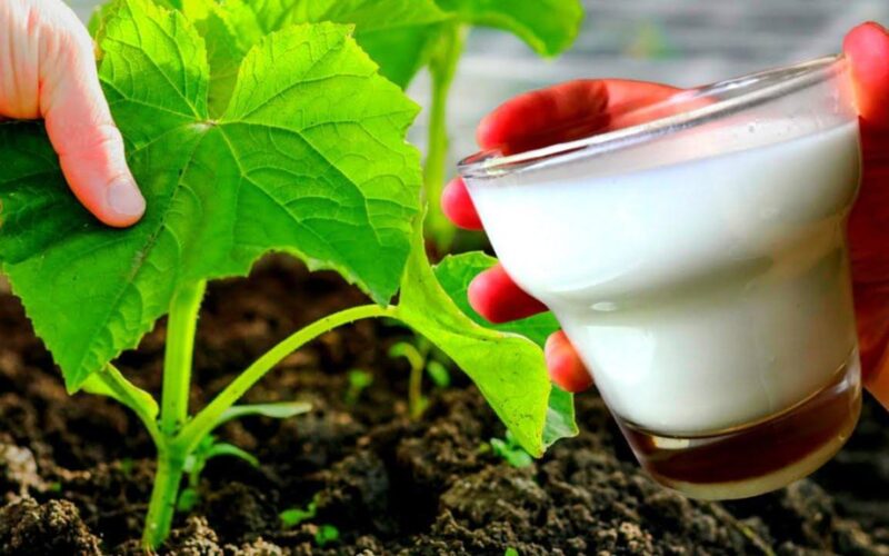 grandma s milk root feeding