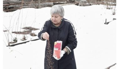 granular fertilizer replaces manure