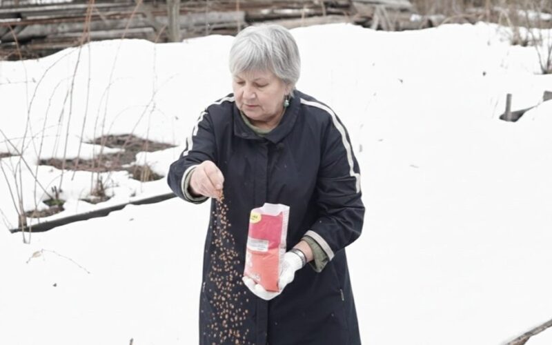 granular fertilizer replaces manure