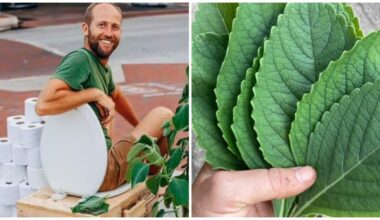 grow toilet paper at home