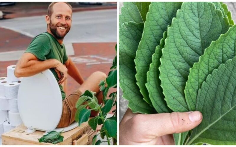 grow toilet paper at home