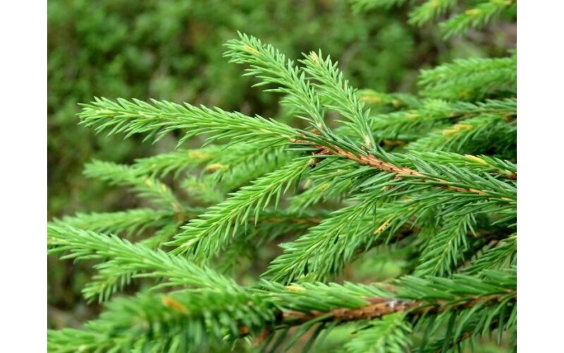 homemade agronomist grandfather infusion