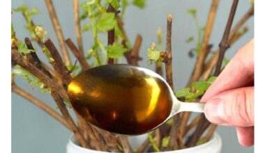 honey as rooting agent