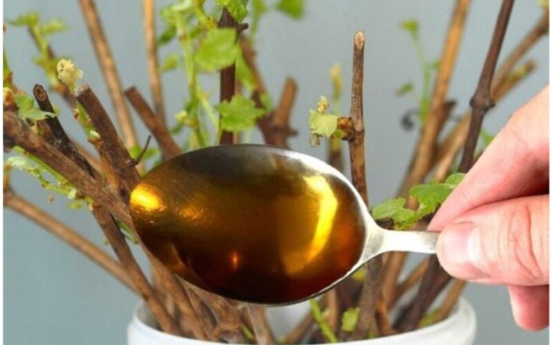 honey as rooting agent