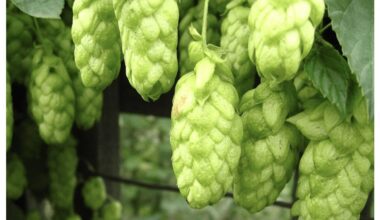 hops at garden dacha