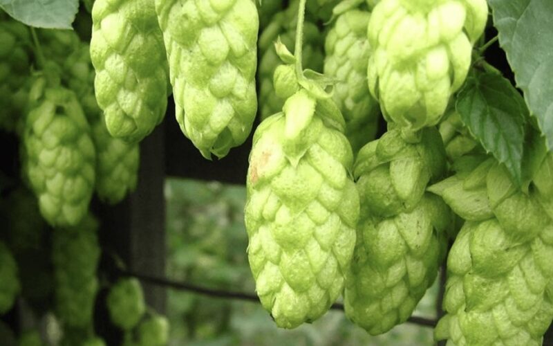 hops at garden dacha