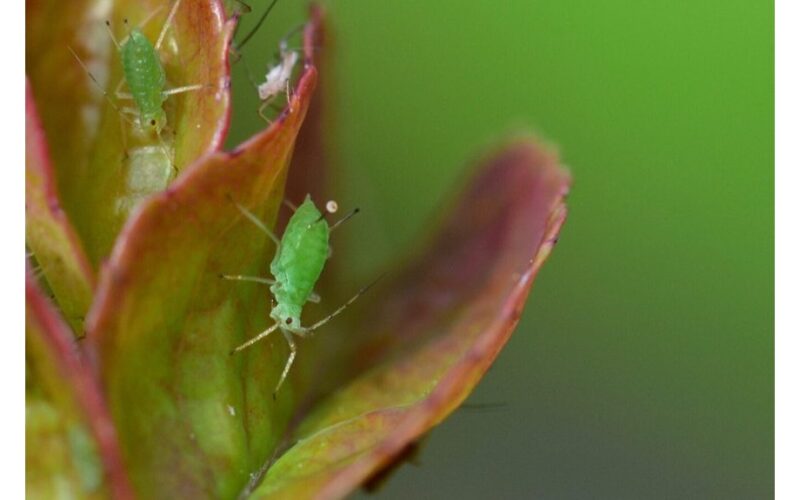 hot pepper pest control solution