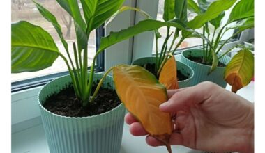 Kambariniai augalai geltonuoja gelbėjimas