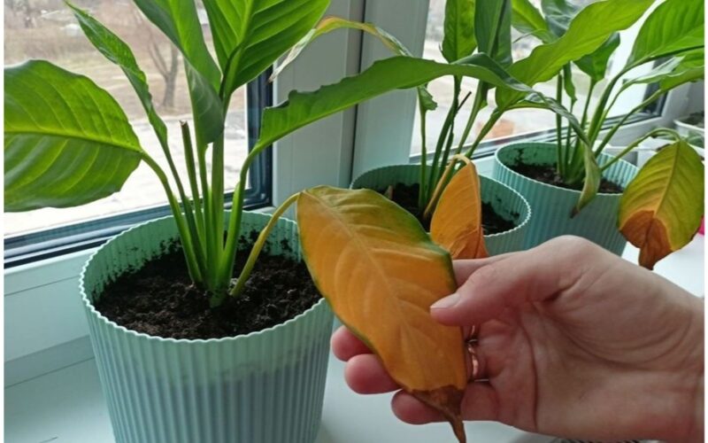 Kambariniai augalai geltonuoja gelbėjimas