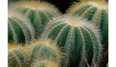 how to make cactus bloom