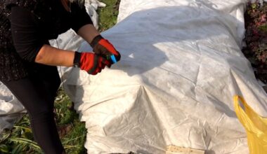 inappropriate plant winter covers