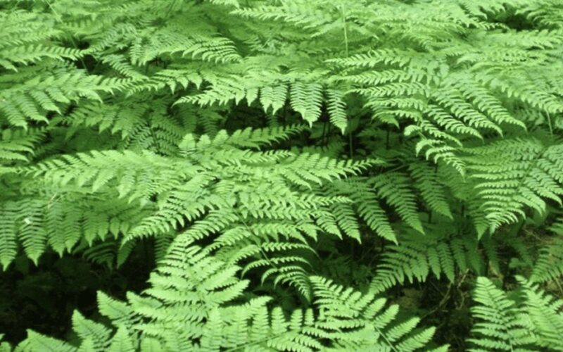 invasive plant roots everywhere