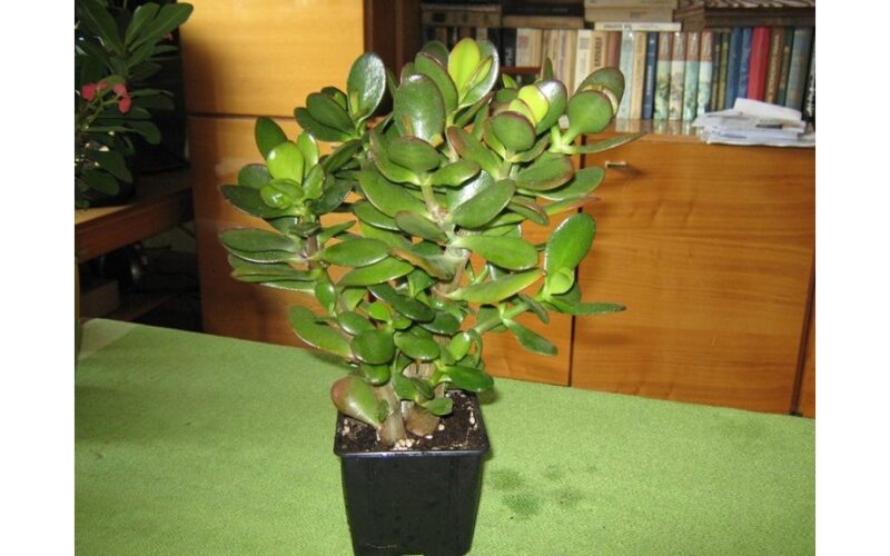 jade plant winter branching technique
