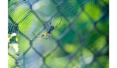 keep home spider free plant