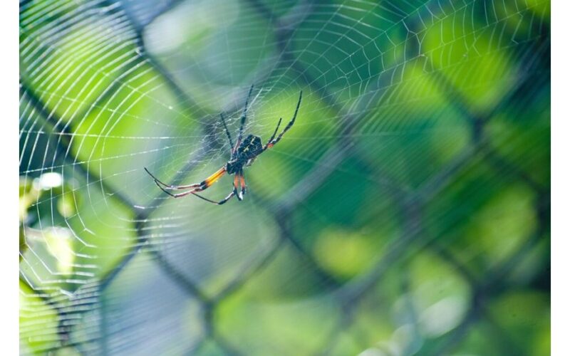 keep home spider free plant