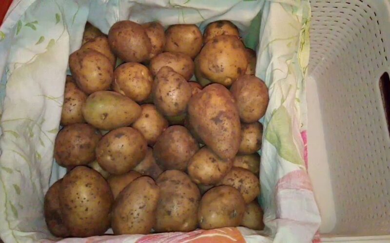 keep potatoes fresh with apple