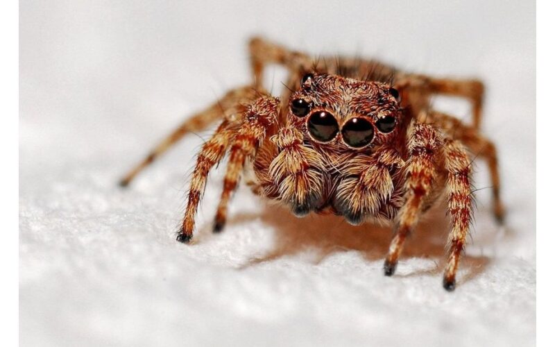 kitchen items scared spiders