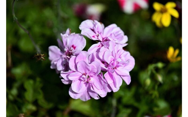 last chance sowing flowers