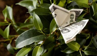 lemonade and money tree fertilizing