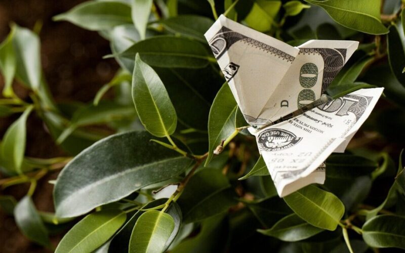 lemonade and money tree fertilizing