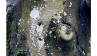 lichens harmful to plants