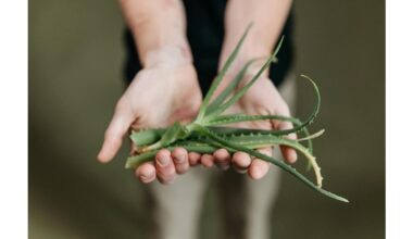 low maintenance flowering houseplants for forgetful people