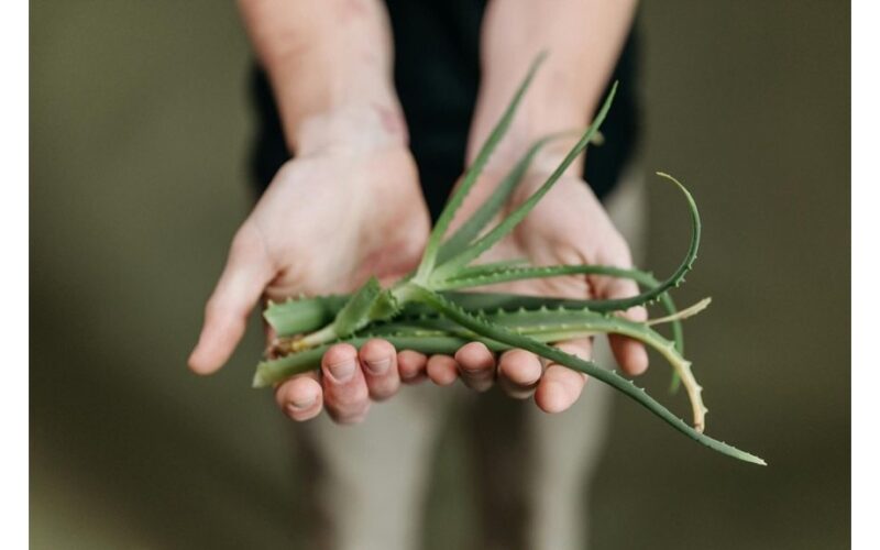 low maintenance flowering houseplants for forgetful people