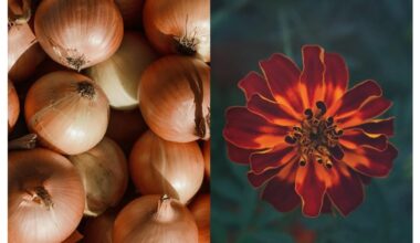 marigolds paired with onions