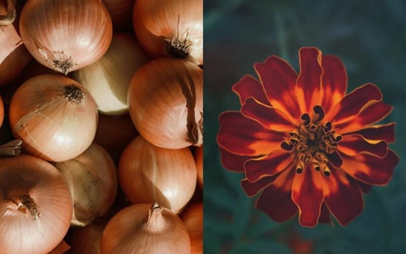 marigolds paired with onions